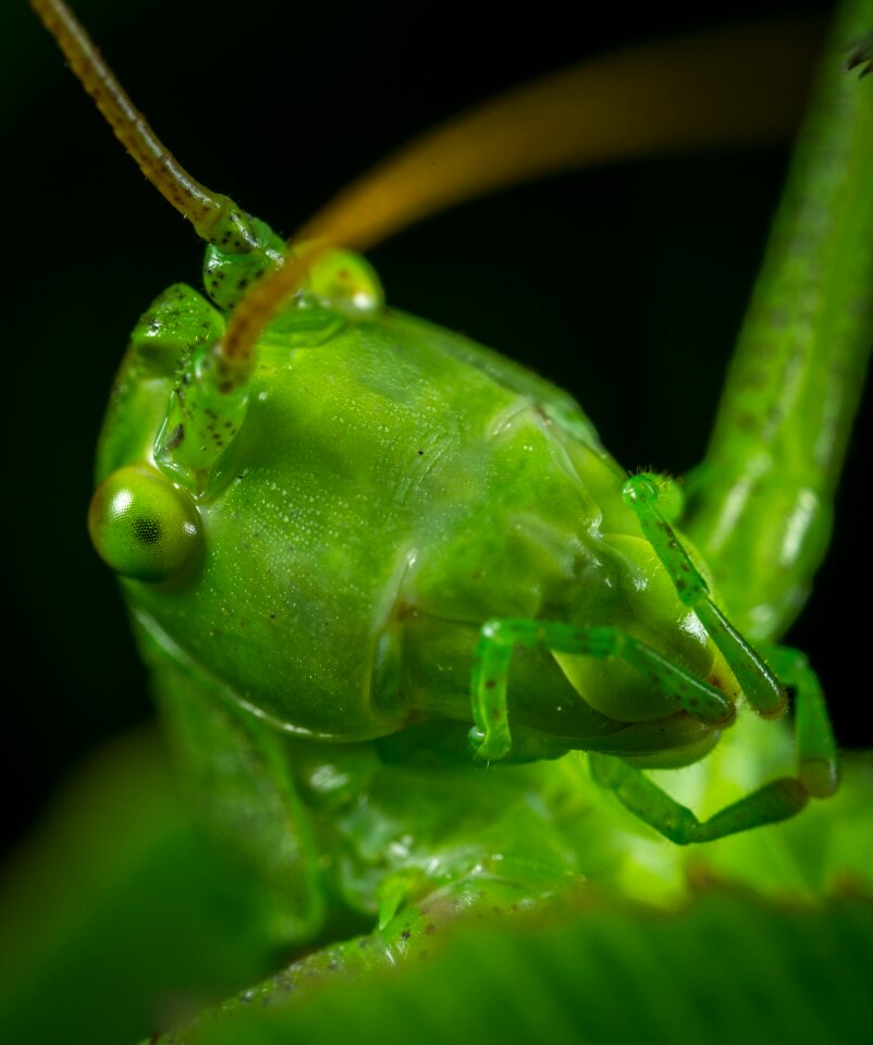 Living nature singing grasshopper macro