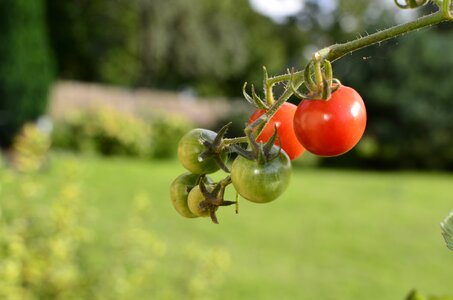 The plot bush tomatoes pepowo