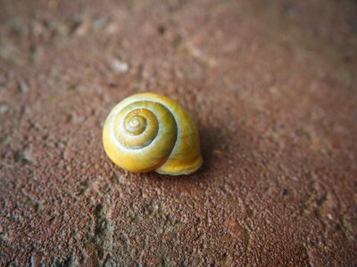 Snail snail shell snail shells