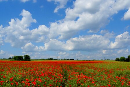 Nature red blooming poppies photo