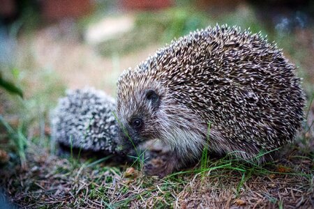 Cute hedgehog babies hedgehog grass photo