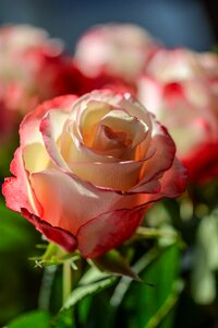 Decorative floral decor