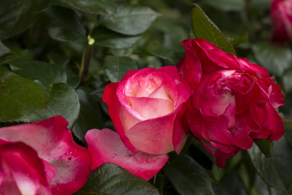 Bloom red nature