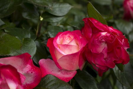 Bloom red nature