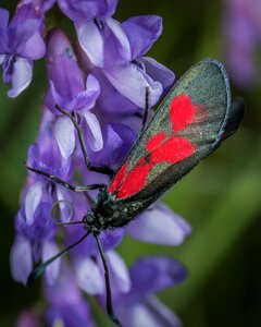 Flower macro lepidoptera