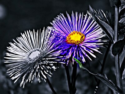 Nature garden plant