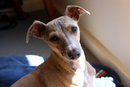Italian animal purebred