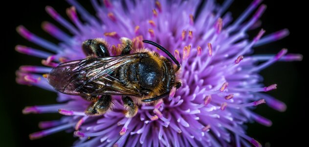 Plant outdoors bumblebee