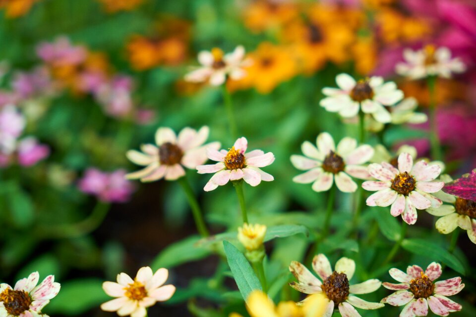 Flowers plant garden