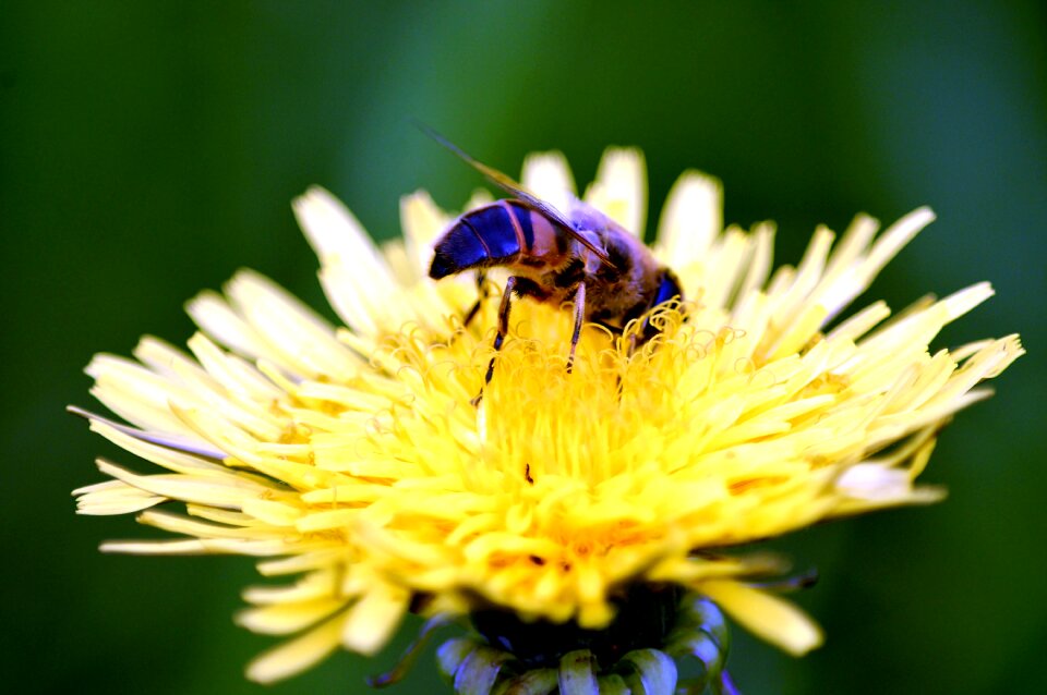 Insect macro flower