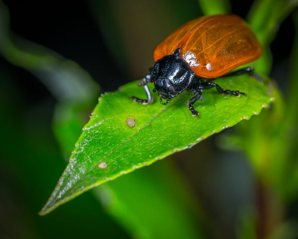 Bespozvonochnoe living nature macro