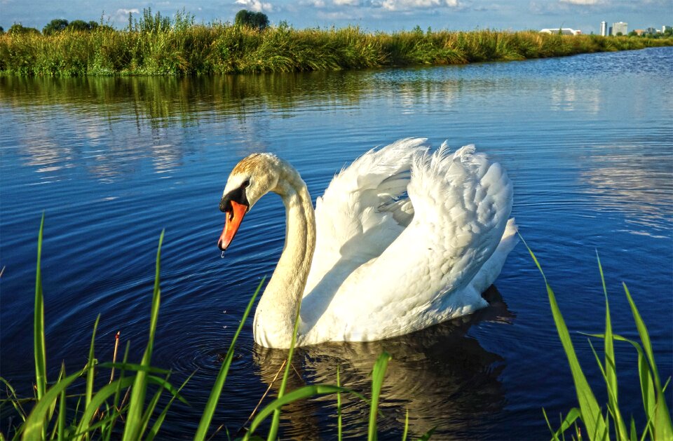 Swan wildlife lake