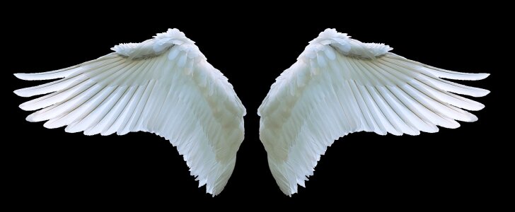 White swing feather