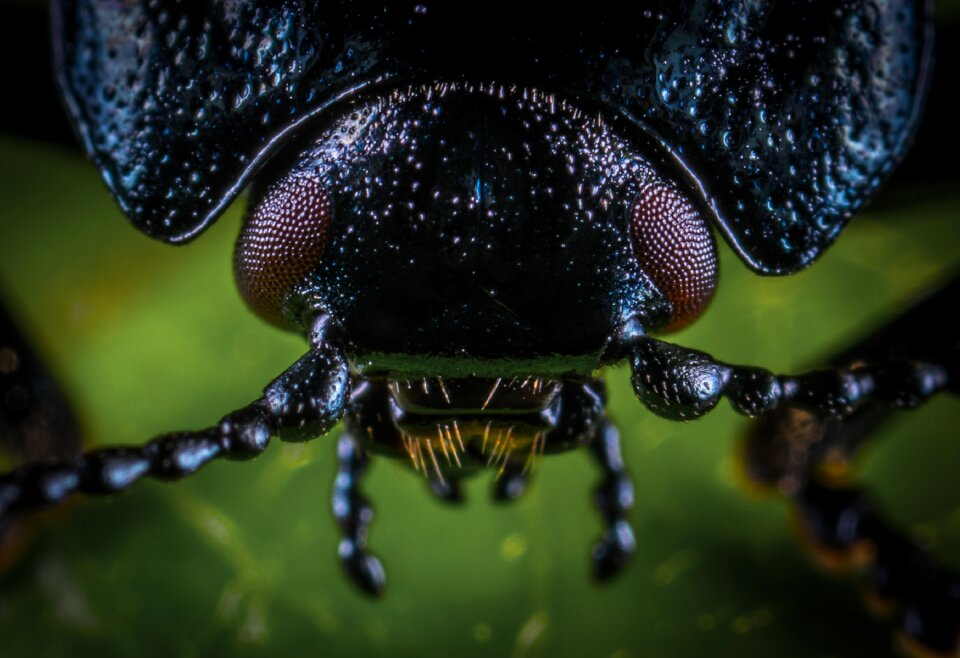 Outdoors living nature macro