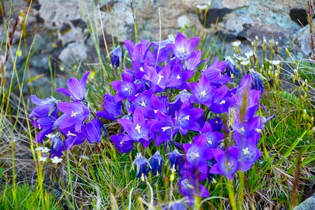 Spring flowers plant flowers