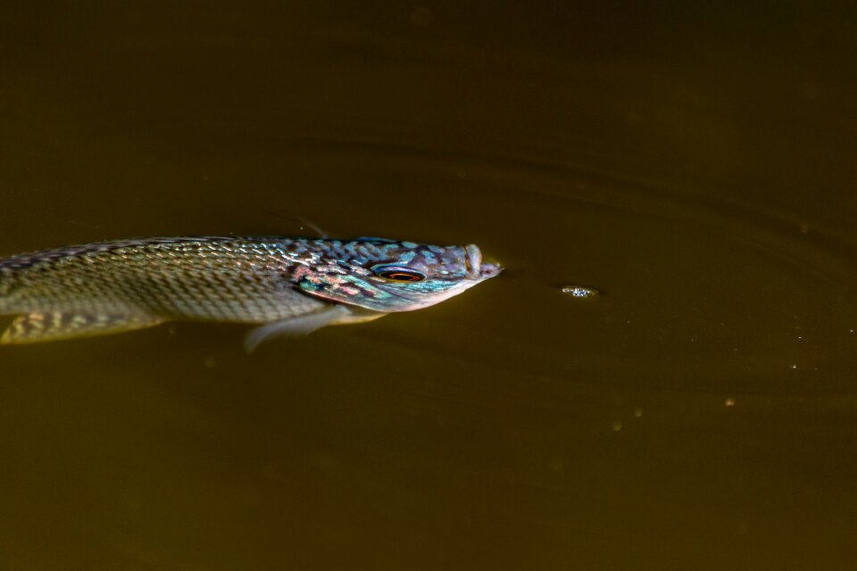 Wildlife pool river