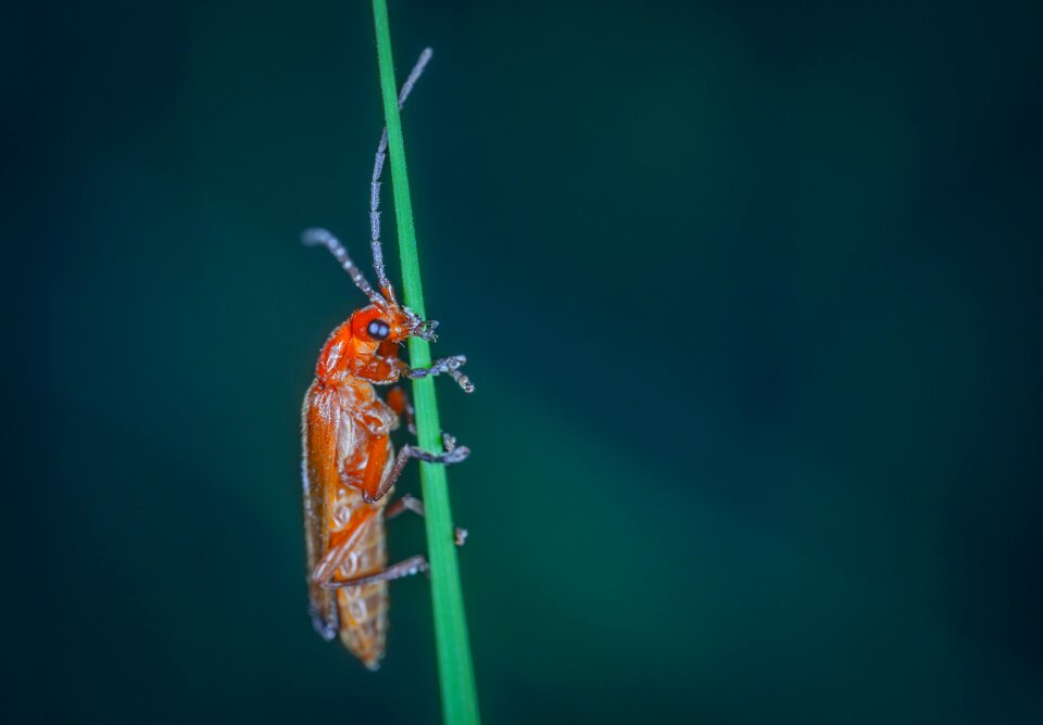 Living nature bug firefighter macro