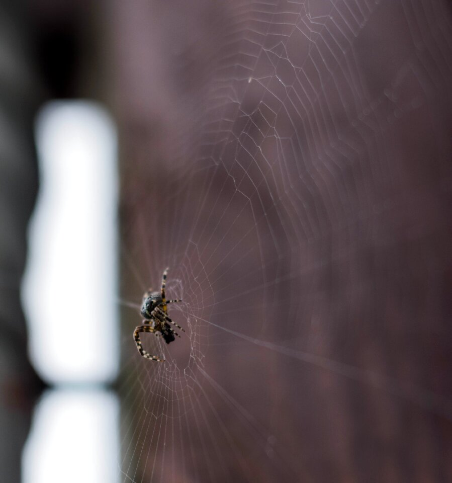 Arachnid spiderweb creepy