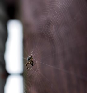 Arachnid spiderweb creepy photo