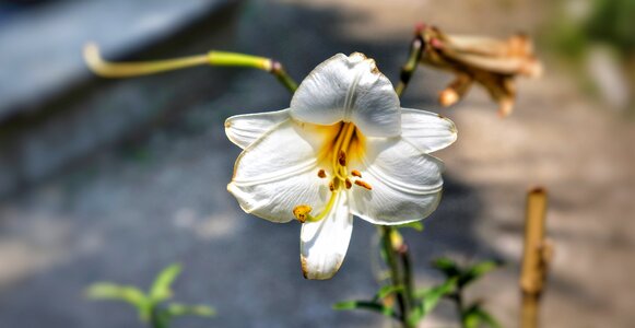 White petals garden photo