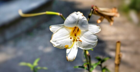 White petals garden