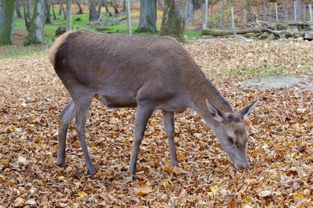 Nature fallow deer animal