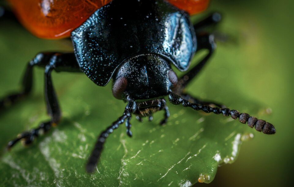 Outdoors no one poplar leaf beetle
