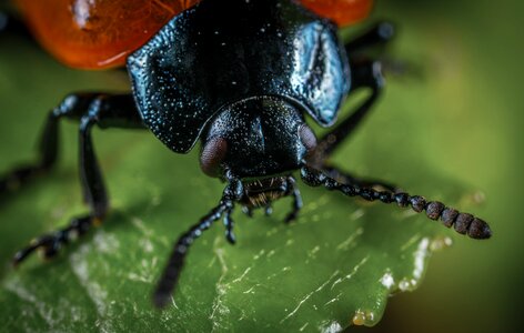 Outdoors no one poplar leaf beetle
