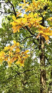 Deciduous tree autumn colored leaves