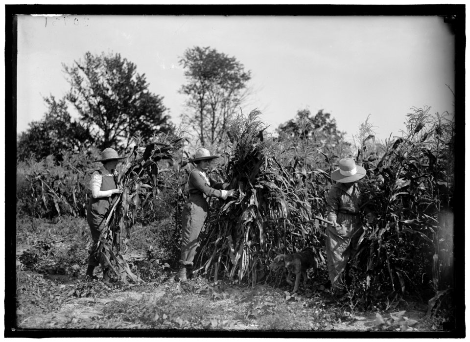 GIRL SCOUTS. FARMERETTES HARVESTING CROPS LCCN2016870481