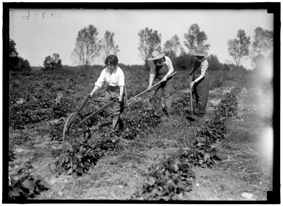 GIRL SCOUTS. FARMERETTES HARVESTING CROPS LCCN2016870486