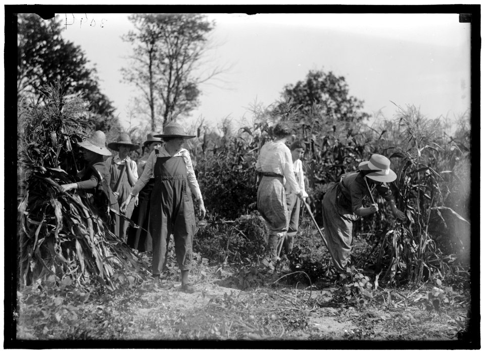 GIRL SCOUTS. FARMERETTES HARVESTING CROPS LCCN2016870490