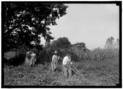 GIRL SCOUTS. FARMERETTES HARVESTING CROPS LCCN2016870495