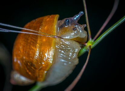 Snail horns macro