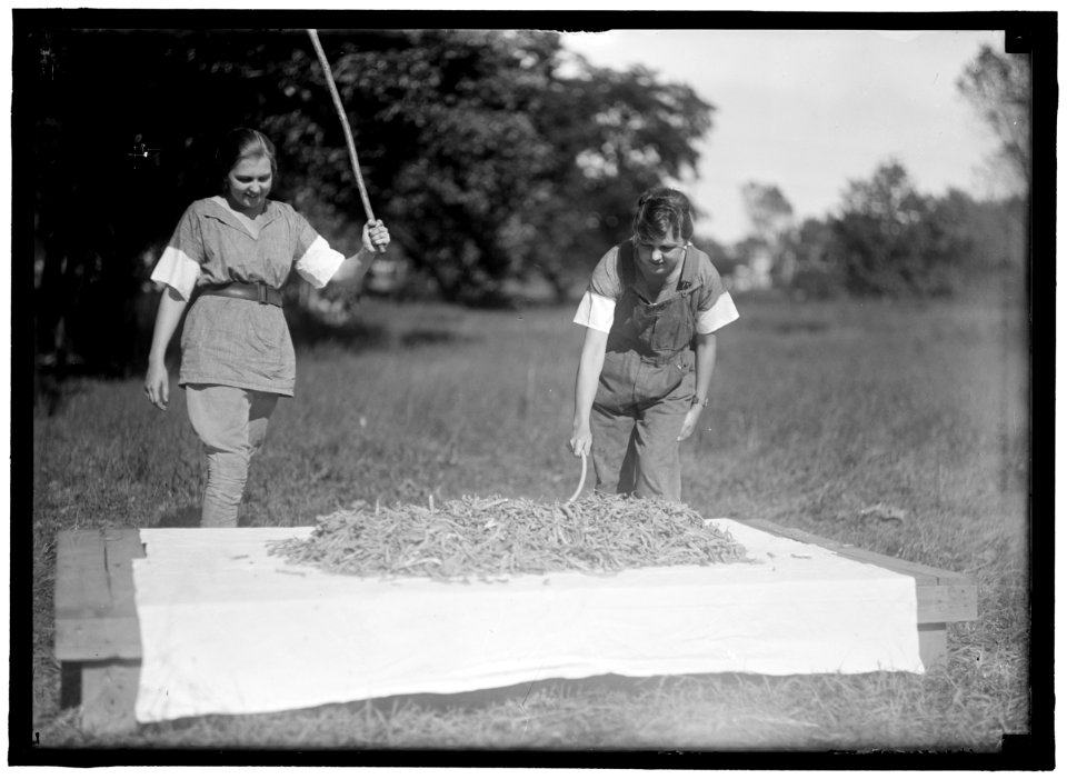GIRL SCOUTS. FARMERETTES HARVESTING CROPS LCCN2016870483