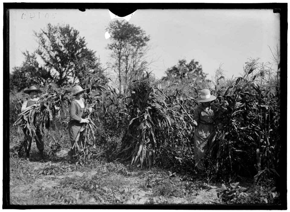 GIRL SCOUTS. FARMERETTES HARVESTING CROPS LCCN2016870489