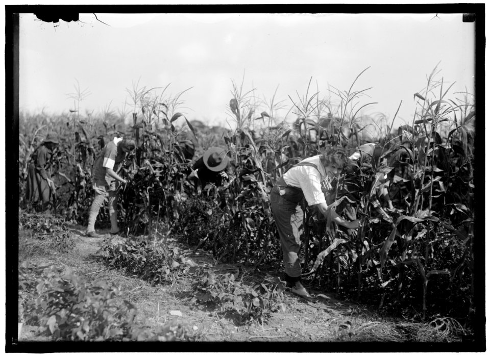 GIRL SCOUTS. FARMERETTES HARVESTING CROPS LCCN2016870496