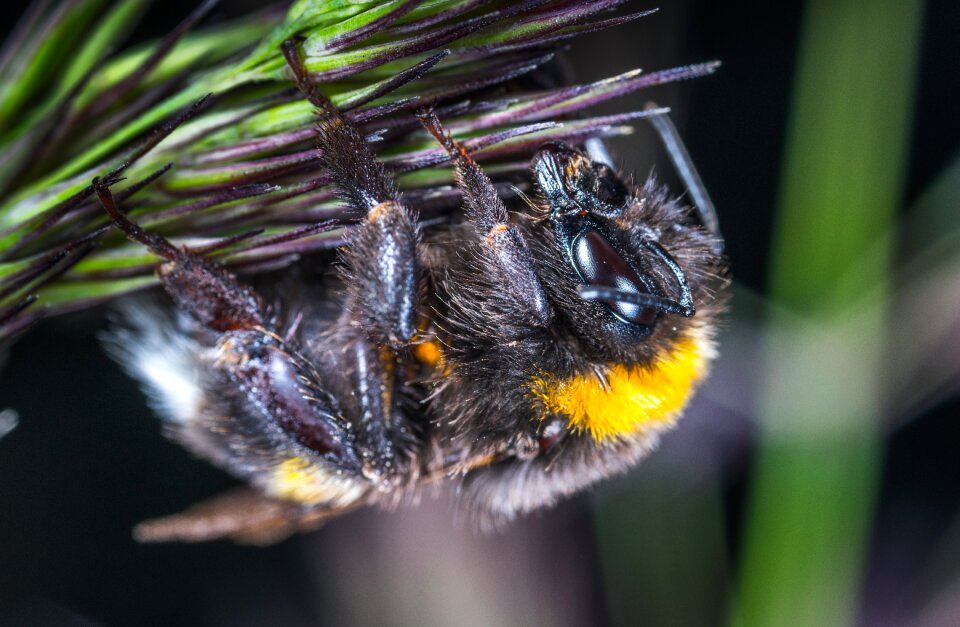 Bespozvonochnoe living nature macro