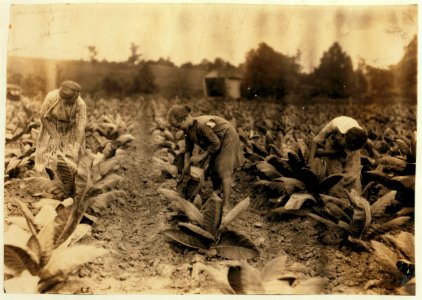 Girls worming tobacco. Myrtle 10, Zelina 12 and Florence 13 years old. Brother 14 and sister 16. Father, John Richard rents farm near Centre School. LOC nclc.00556