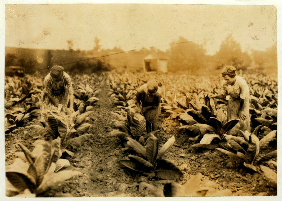 Girls worming tobacco. Myrtle, 10 years, Zelina, 12 years, Florence, 13 years. Brother 14 and sister 16. Father John Richard. Rents farm. LOC nclc.00458