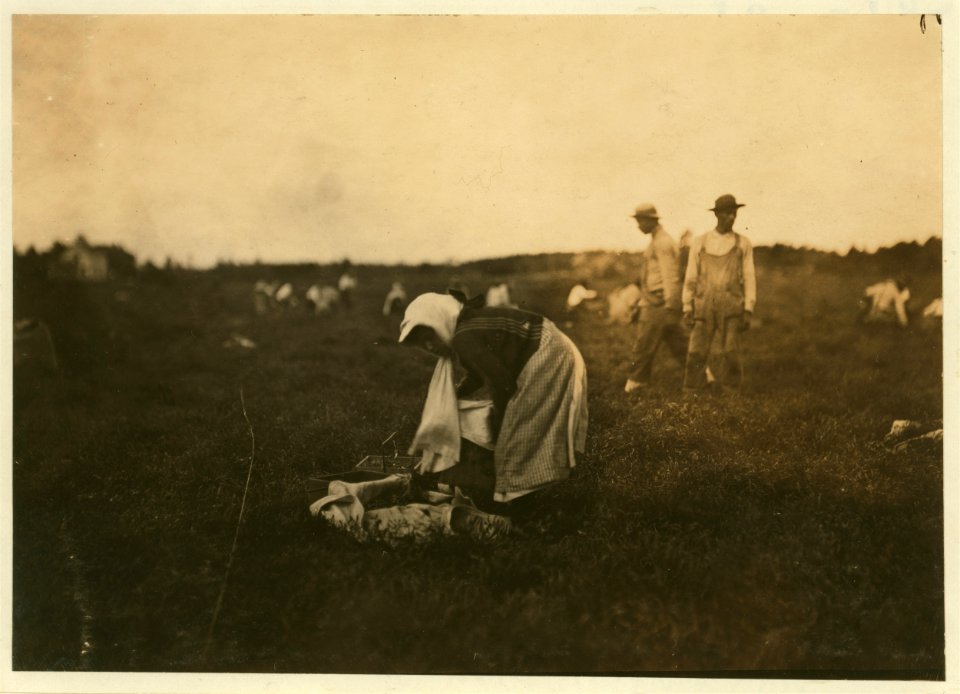 Girl who said she was 11 picking and carrying cranberries. LOC nclc.00110