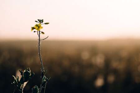 Nature stem dark