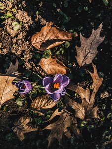 Flower color krokus photo