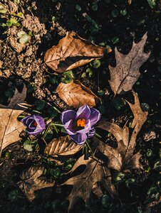 Flower color krokus