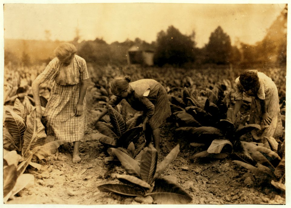 Girls worming tobacco. Myrtle 10, Zelina 12 and Florence 13 years old. Brother 14 and sister 16. Father, John Richard rents farm near Centre School. LOC nclc.00557