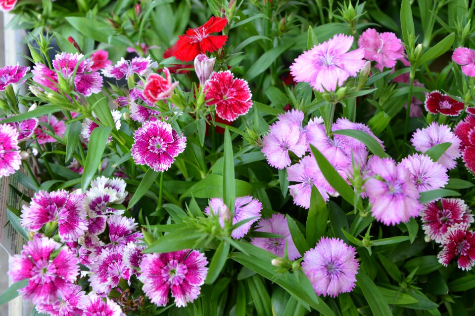 Violet red green leaves