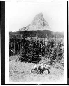 Glacier National Park, Mountain. Chief Mountain from north fork of the Kennedy Creek Mountain. Two horses in foreground and mountain in background LCCN90715347