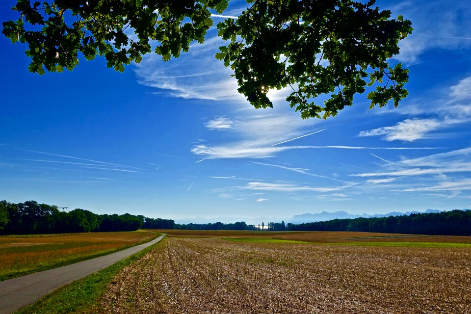 Tree field landscape