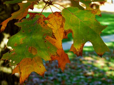 Leaves fall color emerge photo