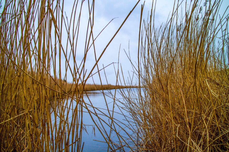 Grass sky plant